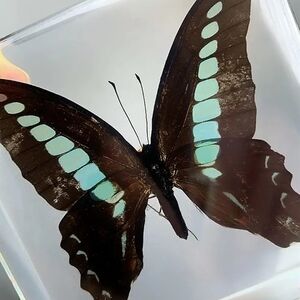 Framed Butterfly Display with Blue Accents